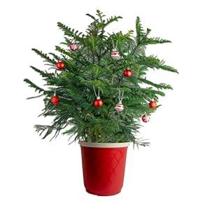 Costa Farms Norfolk Island Pine, Live Christmas Tree Plant in Holiday Decorative Plant Pot, Includes Ornaments, Indoor Houseplant, Holiday Room Dcor, Decorations, or Gift, 16-22 Inches Tall (Medium, 18-20 Inches Tall)