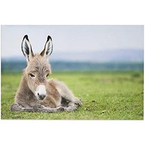 Animals Baby Donkeys Canvas Poster Bedroom Decor Sports Landscape Office Room Decor Gift,Canvas Poster Wall Art Decor Print Picture Paintings for Living Room Bedroom Decoration 08x12inch(20x30cm)