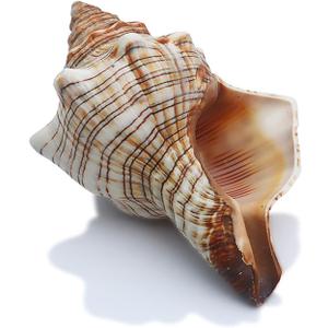 SINKOO 2PCS Conch Shell Large Natural Seashells Perfect for Fish Tank Wedding Decor Beach Theme Party Home Decorations