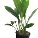 Anubias Congensis Live Aquatic Potted Plant for Aquarium Freshwater Fish Tank by Greenpro