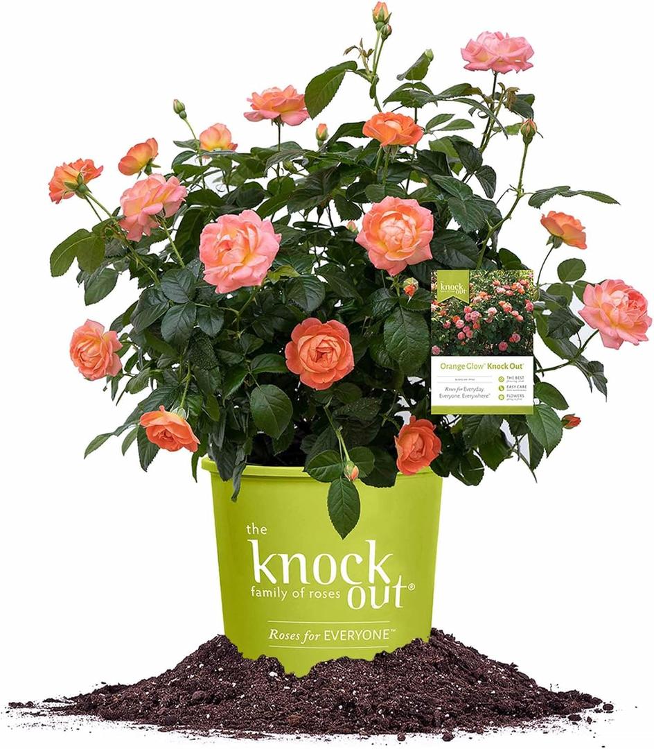 Perfect Plants Orange Glow Knock Out® Rose Bush 3 Gallon | Live Roses | Flowering Shrub