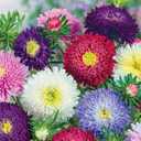 Seeds Aster Princess Mix - Annual Flowers for Planting - GMO Free
