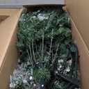 National Tree Company 6.5 ft Pre-Lit Carolina Pine Artificial Christmas Tree, 650 Clear Lights, 911 Tips, Includes Stand, Green