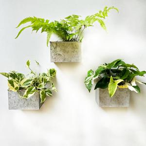 LaLaGreen Wall Planter (3 Pack, 6 Inch) Wall Mount Planters for Succulents Silver, Rectangular Metal Hanging Flower Pot, Window Box Fence Railing Minimalist Rustic Floating Shelf Shelve Indoor Outdoor (6" (15.2cm))