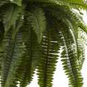 Nearly Natural Giant Boston Fern 36 in Wide Artificial Hanging Plant with Basket - Faux Greenery for Indoor Home Office Bedroom Decor, Realistic Leaves
