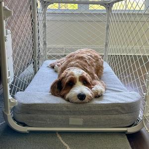 Orthopedic Memory Foam Dog Crate Bed, Headrest , XXL
