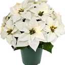 Puleo International 19" Pre-Lit Battery-Operated Artificial Potted White Poinsettias