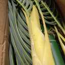 Nearly Natural 6.5ft Artificial Golden Cane Palm Tree, Lifelike Silk Indoor Palm With Three Textured Trunks Flexible Fronds Nursery Planter, Low Maintenance