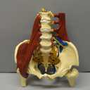 Lumbar Spine Model with Nerves, Female Pelvis Model Anatomy 1:1 Life Size Nerves Hip Joint Muscle Model Removable Movable Femur Heads Product Manual Card for Medical Education Study