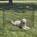 MidWest Homes for Pets 48-Inch Exercise Pen, for Indoor and Outdoor use, 16 Sq Feet of Play, Folding Dog Pen, No Door Design for Maximum Security, Easy to Set Up, Foldable Dog Playpen