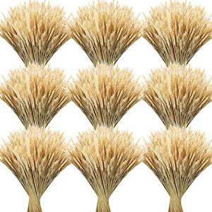 Geosar 600 Stems Dried Wheat Stalks for Decor Natural Wheat Grass Sheaves Bundle Farmhouse Artificial Flowers Arrangement for DIY Wedding Table Home Centerpieces Party Decorative (16 Inch)