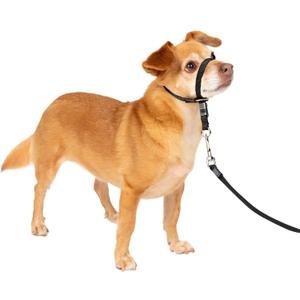 PetSafe Gentle Leader No-Pull Dog Headcollar - The Ultimate Solution to Pulling - Redirects Your Dog's Pulling for Easier Walks - Helps You Regain Control - Petite, Black (1 Count (Pack of 1))
