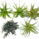 POANTA 5 Pack Assorted Artificial Succulents Air Plants Set Unpotted Realistic Greenery Plants Home Garden Decoration