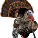 AVIAN-X HDR Strutter Turkey Decoy - Rugged Durable Realistic Lifelike Dominant Body Standing Hunting Decoy with 2 Removable Heads & Wings, Beard, Adjustable Tail Fan, Mounting Stake & Carry Bag