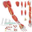 EVOTECH SCIENTIFIC Human Anatomical Muscular Arm Model, 7 Part Life Size Numbered Muscular Upper Limb Hand Model with Removable Muscles for Medical Physiology Study Teaching Includes Stand Poster