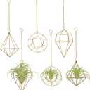 Gold Hanging Air Plants Holders Small Tillandsia Airplants Hangers 6 Pack Geometric Wire Himmeli Air Fern Display Planter with Chains Airferns Metal Hanging Holders