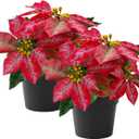 Poinsettias Artificial Christmas Flowers Tabletop 2 Pack Small Poinsettia Plant Artificial 9 Inch Red Faux Winter Flowers for Xmas Ornament Porch Home Garden Decorations