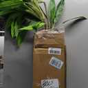 NEWBULIG Artificial Dracaena Tree, 51in Faux Indoor Plant, Green