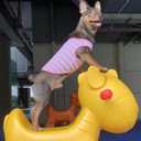 YQYS Dog Shirts Multi-Color Striped Cotton Vest for Small Dogs and Cats Puppy Clothes Teacup Dog Clothing Tank Top for Chihuahua Miniature Pinscher Pink XSmall