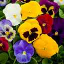 8 x 100+ Seeds Viola Swiss Giant Mix - Flower Multicolor