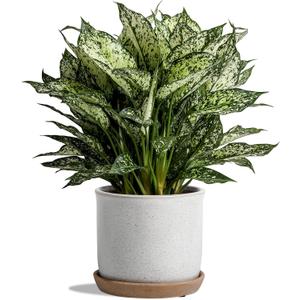 5.8 Inch Plant Pot: Ceramic Planter with Drainage Hole & Saucer for Indoor Outdoor Plants - Flowerpot with Bonded Tray for Home Office - Retro Style, Grey