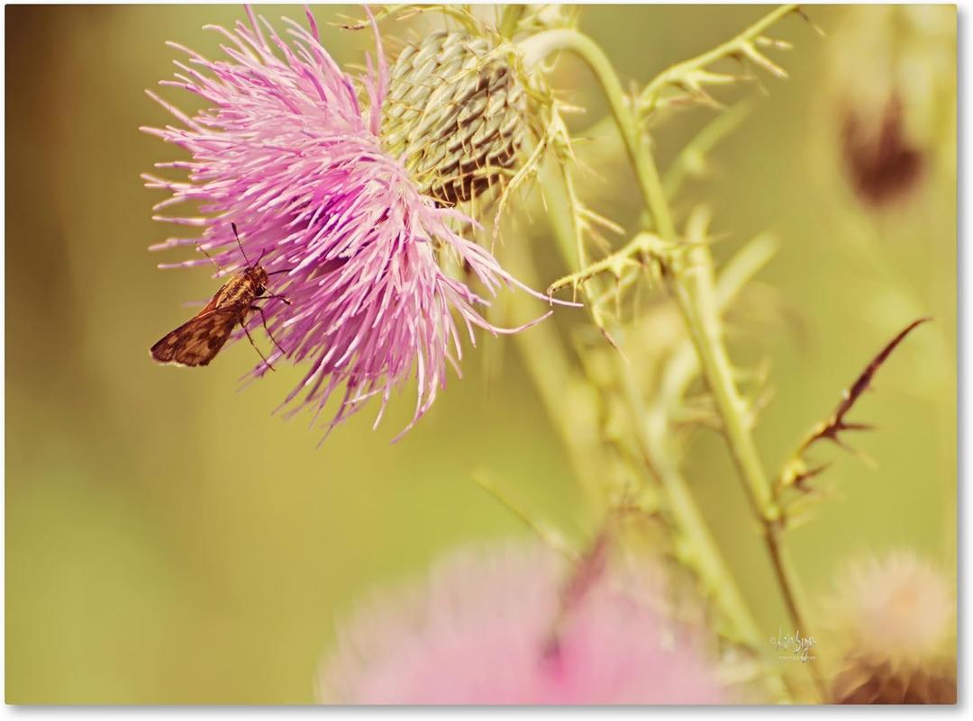 Trademark Fine Art Skipper on Pink Thistle Canvas Wall Art by Lois Bryan, 30 by 47-Inch (47L" x 30W")