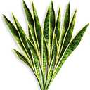 Artificial Snake Plant 4 Pcs 30 Inch Fake Sansevieria Plants for Indoor/Outdoor Home Decor Garden Office Store Decoration (Yellow and Green)