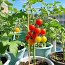 3 x 50PCS Natural Bamboo Stakes for Plants, 12 Inch Garden Stakes with Pointed Tips, Plant Support Stakes for Tomatoes, Flowers, Vines, Seedlings, Outdoor Gardening Supplies (Brown)