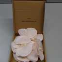 Butterfly Orchid Heads Bulk Artificial Flowers for DIY Wedding Bouquets, Centerpieces, Party Home Decorations, Champagne Pink