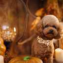 Dog Collar Thanksgiving Day Holiday Turkey Print Pet Collar Soft Cute Dog Collars with Bow Tie Adjustable Metal Buckle Collar Giftfor Medium Dogs (Medium (Pack of 1))