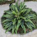 45" Fake Ferns Artificial Plants Large, Artificial Ferns for Outdoors and Indoors, 63 Fronds Faux Fern Greenery Suitable for Planter Hanging Garden Porch Office Decor