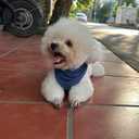 Premium Solid Navy Dog Bandana, Luxury Soft Cotton Adjustable Triangle Scarf for Medium Dogs, Comfortable, Stylish, and Customizable for All Seasons, Dog Accessories