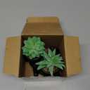 Der Rose Set of 2 Fake Plants Artificial Succulent Plants for Office Desk Accessories Black Bathroom Home Room Aesthetic Decor Indoor, Black 