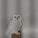 Solar Powered Garden Owl Decor  Outdoor Yard Statue for Outside Lawn Ornament Patio Decorative Waterproof Halloween Decorations Stake Bird Lights for Landscaping Backyard Christmas