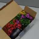 Der Rose 4 Pack Small Fake Plants with Fragrance Discs Spring Faux Flowers in Black Pots Artificial Plants Indoor for Bathroom Room Office Desk Decor