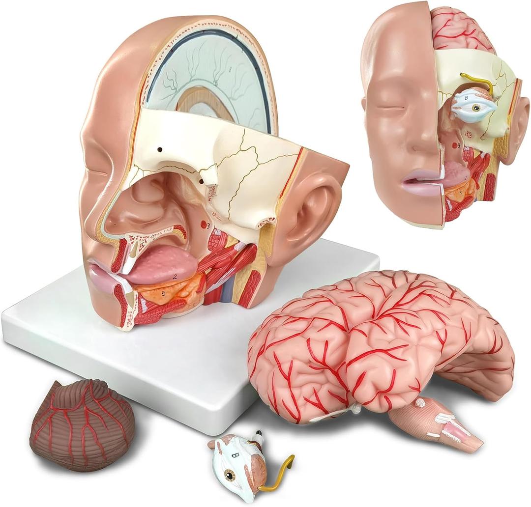 HADWYN 2025 New Educational Head Anatomical Model With Brain Study - Classic Cerebral Artery Anatomy Medical Model