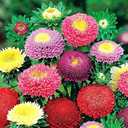 7 x 100+ Seeds Aster Suprime Mix - Flower Multicolor