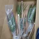 AfanD Artificial Dracaena marginata,5ft Tall Fake Plants Artificial Dracaena marginata Plants for Indoor, Fake Trees for Office Home Living Room Floor Patio Greening Porch Decor