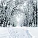 SJOLOON Winter Backdrop Snow Photography Backdrop Customized Vinyl Photo Background Studio JLT-9207 (10x10FT)