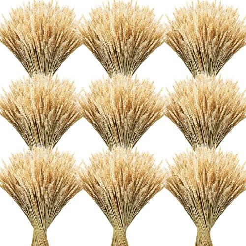 Geosar 600 Stems Dried Wheat Stalks for Decor Natural Wheat Grass Sheaves Bundle Farmhouse Artificial Flowers Arrangement for DIY Wedding Table Home Centerpieces Party Decorative (16 Inch)