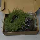 Artificial Evergreen Cedar Wreath 8" 7 pcs