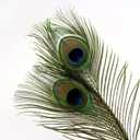 THARAHT 24pcs Peacock Feather Natural in Bulk 10-12 inch 25-30cm for Vase Craft Vase Wedding Home Party Christmas Day Decoration Peacock Feathers