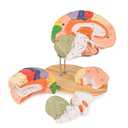 Human Brain Model for Neuroscience, Brain Model Labeled with Study Guide, Anatomy Model for Science Education Study Display