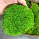 Preserved Pole Moss Pillow Bun Cushion Natural Green Decorative Real Natural Green DIY Kit Terrariums Gardenning Art Wall Decor Florist Decor Easter Table Wedding(1.5 sq.ft, Green-B) (EXP 09/10/26)