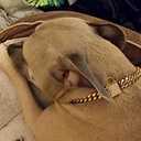 Gold Cuban Chain Dog Collar Solid Stainless Steel Link Chain Thick Pet Collar Cool Zirconia Lock Small Medium Large Dogs Collar (12Inch for 9.6-11.5" Dog Neck)