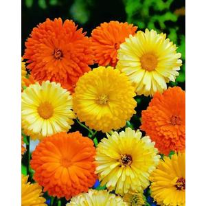 6 x 70+ Seeds Pot Marigolds Mix Calendula - Flower Multicolor