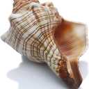 SINKOO 2PCS Conch Shell Large Natural Seashells Perfect for Fish Tank Wedding Decor Beach Theme Party Home Decorations