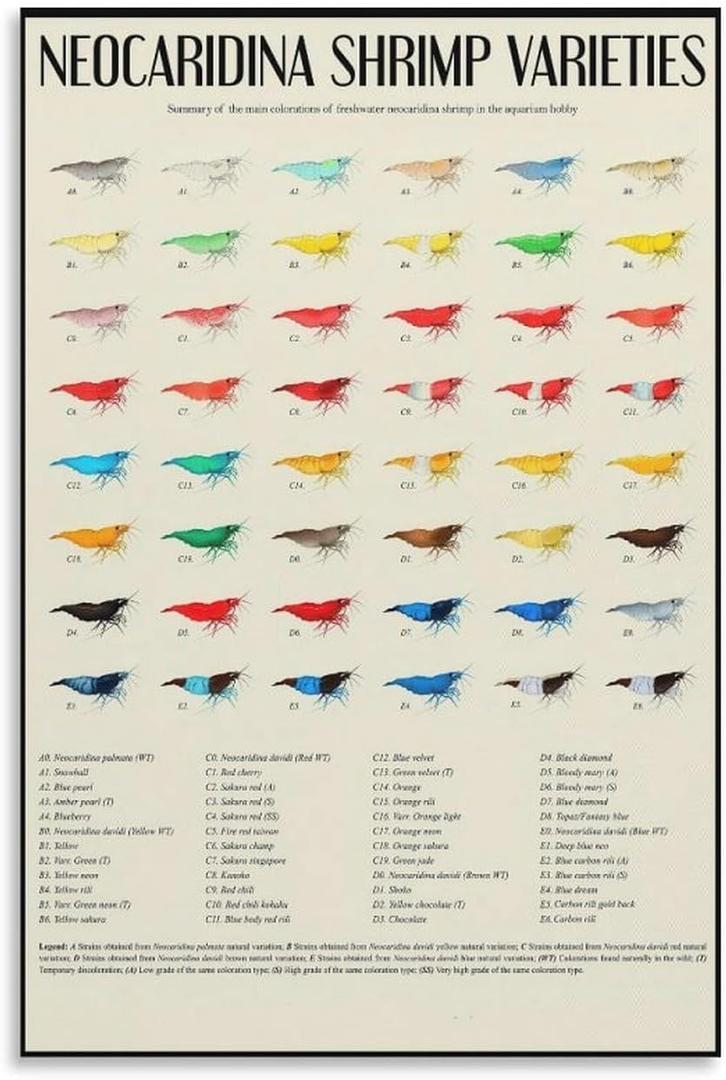 CZNBYYDSJH Neocaridina Shrimp Varirties Poster for Aquarium Enthusiasts Educational Canvas Wall Art Aesthetic Decorative Painting Classroomstyle 16x24inch(40x60cm)