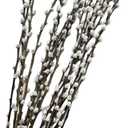 20PCS Real Dried PussyWillow Branches Tall 27 Inches Natural Decorative Branches with White Buds Long Birch Stems for Vase Spring Easter Home Decor