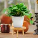 balacoo Solid Wood Plant Stand 5.11 Inch Small Indoor Flower Pot Holder Plant Shelf Rack for Living Room Balcony Desk with Natural Wood Finish